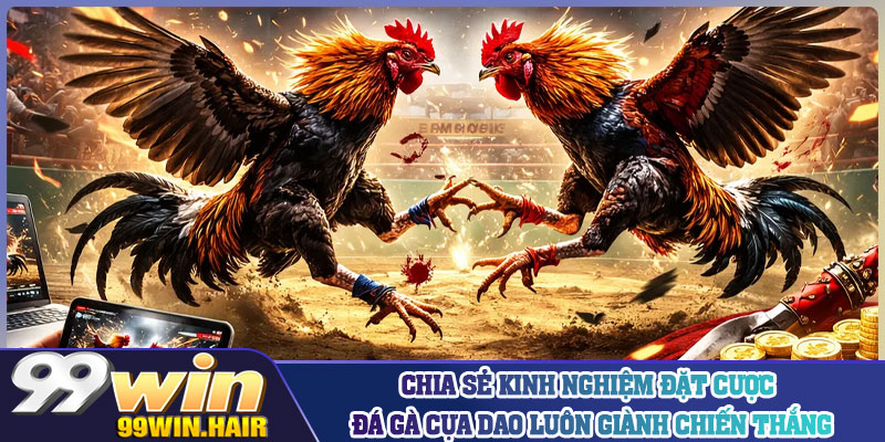 Chia sẻ kinh nghiệm đặt cược đá gà cựa dao luôn giành chiến thắng