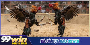 Đá Gà Cựa Dao