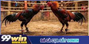 Đá Gà Cựa Sắt