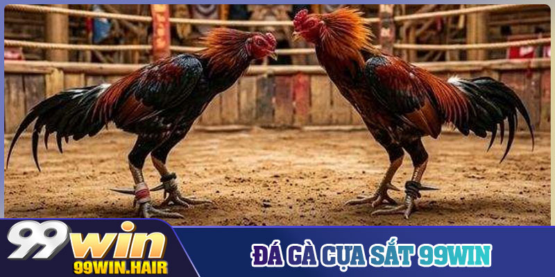 Đá Gà Cựa Sắt